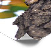 Great Horned Owl, Bubo virginianus, Native to Poster (Hoek)