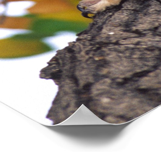 Great Horned Owl, Bubo virginianus, Native to Poster (Hoek)