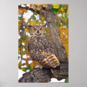 Great Horned Owl, Bubo virginianus, Native to Poster (Voorkant)