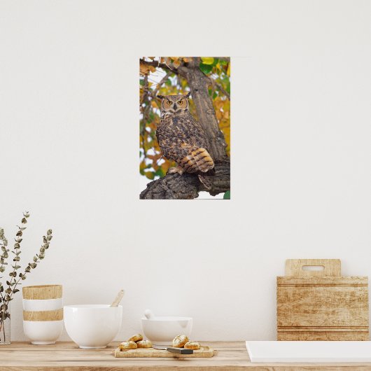 Great Horned Owl, Bubo virginianus, Native to Poster (Keuken)