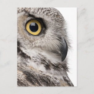 Great Horned Owl - Bubo Virginianus Subarcticus Briefkaart