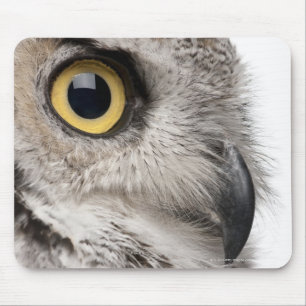Great Horned Owl - Bubo Virginianus Subarcticus Muismat