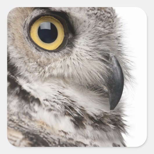 Great Horned Owl - Bubo Virginianus Subarcticus Vierkante Sticker (Voorkant)