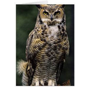 Great Horned Owl (Bubo virginianus), volledig lich