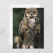 Great Horned Owl (Bubo virginianus), volledig lich Briefkaart (Voorkant / Achterkant)