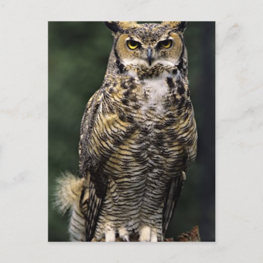 Great Horned Owl (Bubo virginianus), volledig lich Briefkaart (Voorkant)