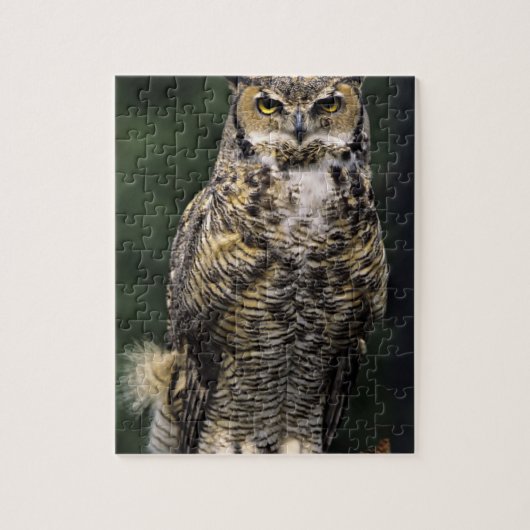 Great Horned Owl (Bubo virginianus), volledig lich Legpuzzel (Verticaal)