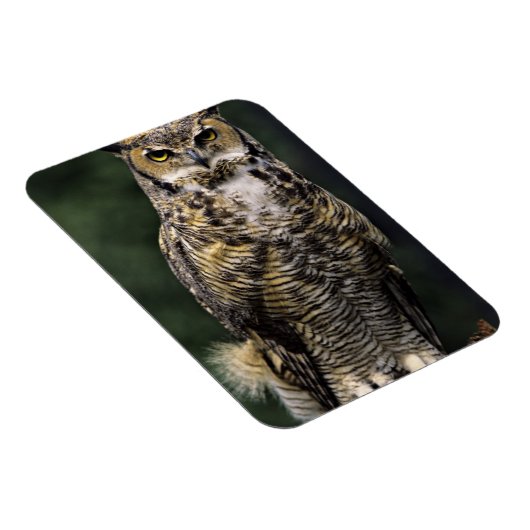 Great Horned Owl (Bubo virginianus), volledig lich Magneet (Rechterzijde)