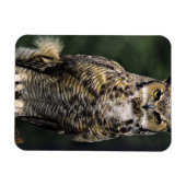 Great Horned Owl (Bubo virginianus), volledig lich Magneet (Horizontaal)