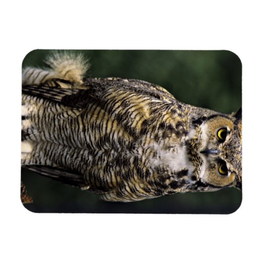 Great Horned Owl (Bubo virginianus), volledig lich Magneet (Horizontaal)