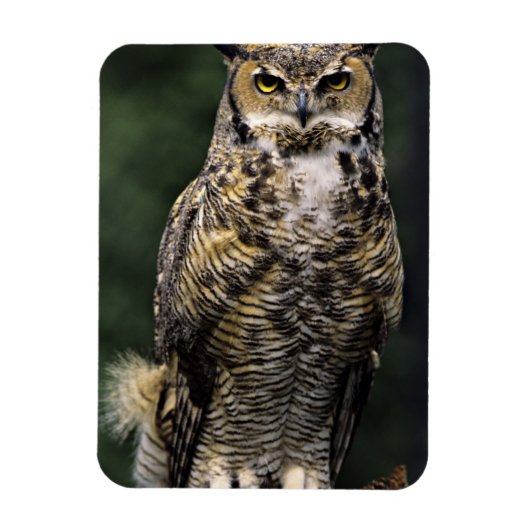 Great Horned Owl (Bubo virginianus), volledig lich Magneet (Verticaal)