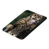 Great Horned Owl (Bubo virginianus), volledig lich Magneet (Linkerzijde)