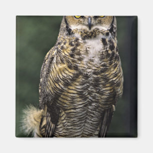 Great Horned Owl (Bubo virginianus), volledig lich Magneet