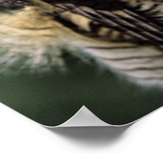 Great Horned Owl (Bubo virginianus), volledig lich Poster (Hoek)