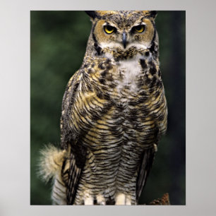 Great Horned Owl (Bubo virginianus), volledig lich Poster