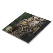 Great Horned Owl (Bubo virginianus), volledig lich Tegeltje (Zijkant)