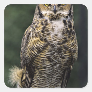 Great Horned Owl (Bubo virginianus), volledig lich Vierkante Sticker