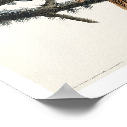 Great Horned Owl, door het Poster van Audubon (Hoek)