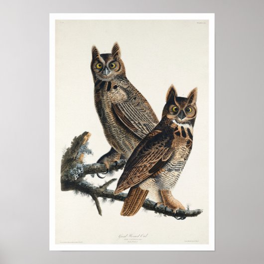 Great Horned Owl, door het Poster van Audubon (Voorkant)