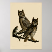 Great Horned Owl door John James Audubon Poster (Voorkant)