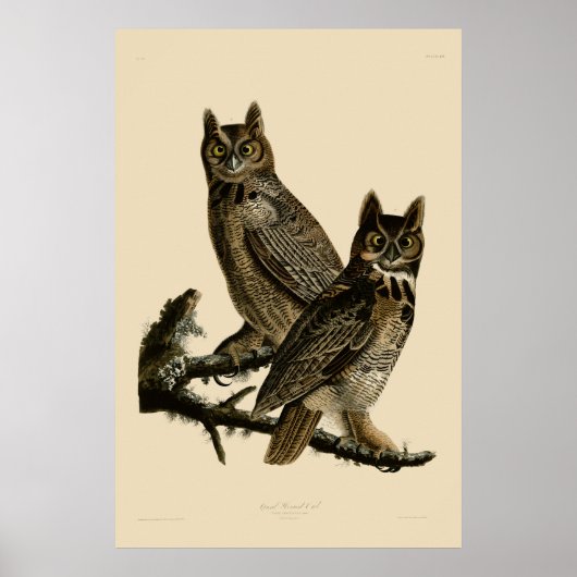 Great Horned Owl door John James Audubon Poster (Voorkant)