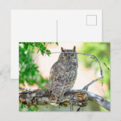 Great Horned Owl Foto Briefkaart (Voorkant / Achterkant)