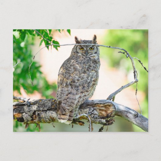 Great Horned Owl Foto Briefkaart (Voorkant)