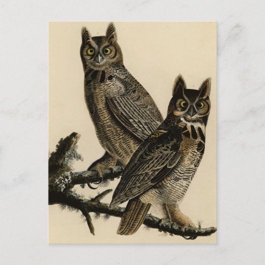 Great Horned Owl from Audubon's Birds of America Briefkaart (Voorkant)