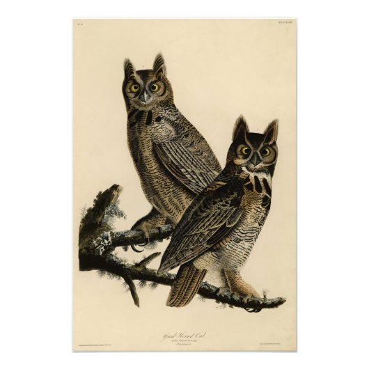 Great Horned Owl from Audubon's Birds of America Foto Afdruk (Voorkant)