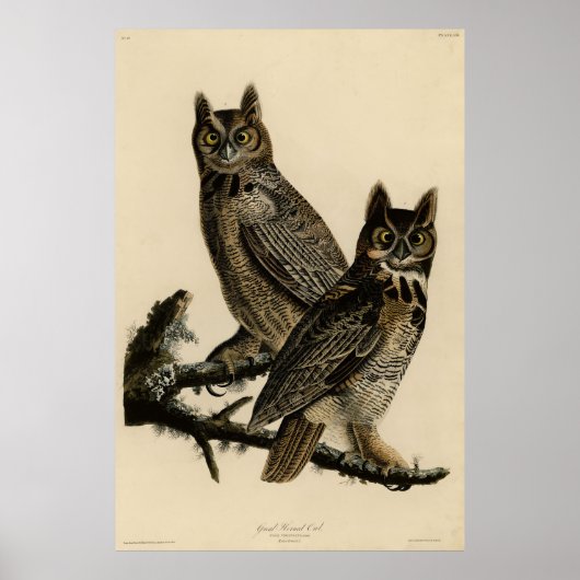 Great Horned Owl from Audubon's Birds of America Poster (Voorkant)