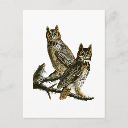 Great Horned Owl John Audubon Birds of America Briefkaart (Voorkant)