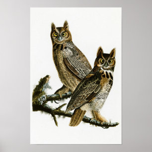 Great Horned Owl John Audubon Birds of America Poster