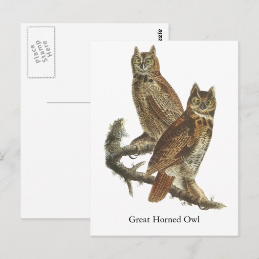Great Horned Owl, John Audubon Briefkaart (Voorkant / Achterkant)