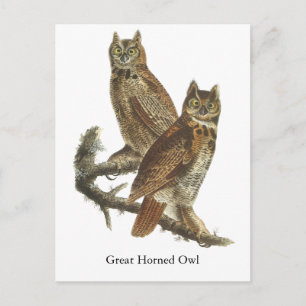 Great Horned Owl, John Audubon Briefkaart