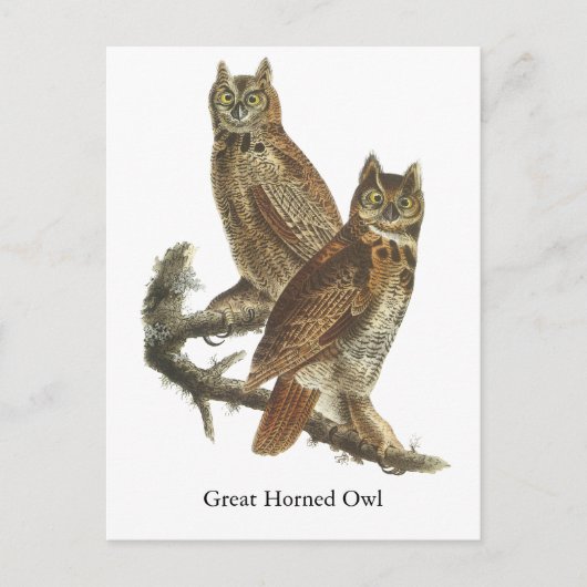 Great Horned Owl, John Audubon Briefkaart (Voorkant)