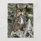 Great Horned Owl Post Card Briefkaart (Voorkant)