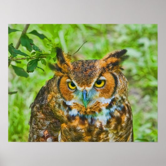 Great Horned Owl Poster (Voorkant)
