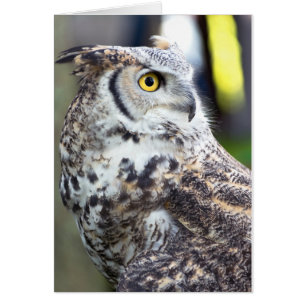 Great Horned Owl Profile
