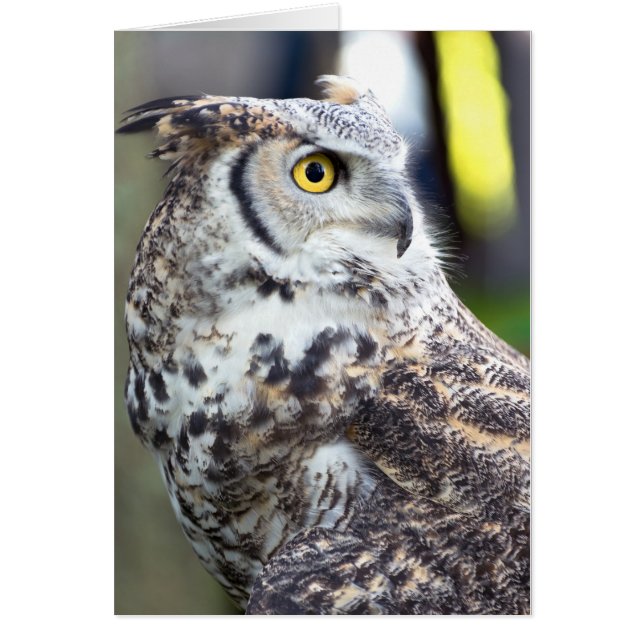 Great Horned Owl Profile (Voorkant)