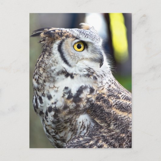 Great Horned Owl Profile Briefkaart (Voorkant)