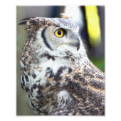 Great Horned Owl Profile Foto Afdruk (Voorkant)