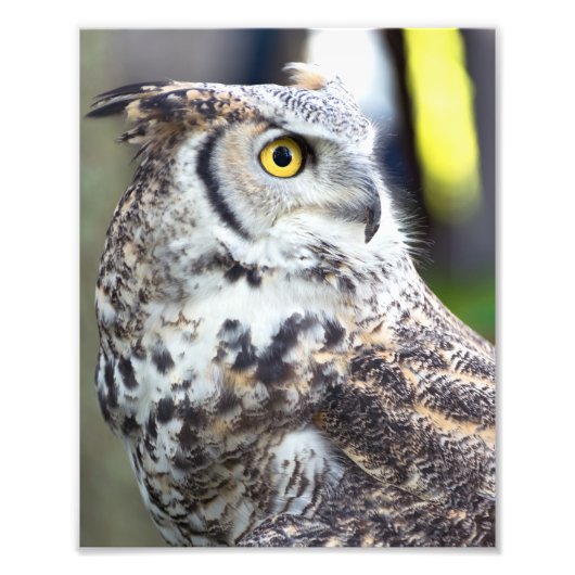 Great Horned Owl Profile Foto Afdruk (Voorkant)