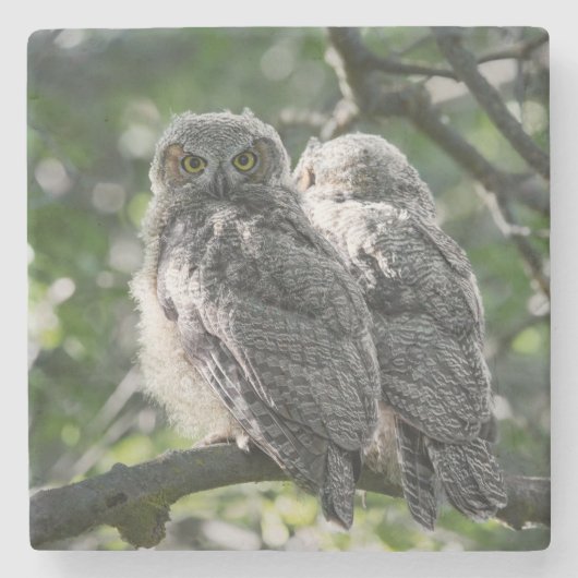 Great Horned Owl Siblings Stone Onderzetter (Voorkant)