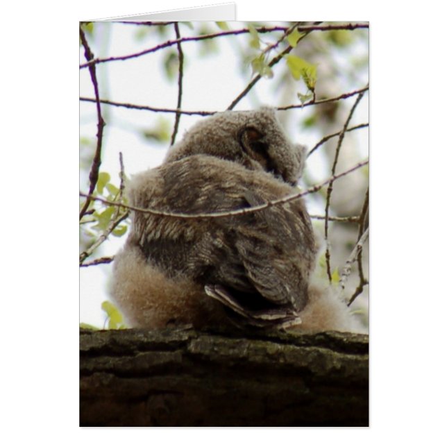 Great Horned Owlette Card (Voorkant)