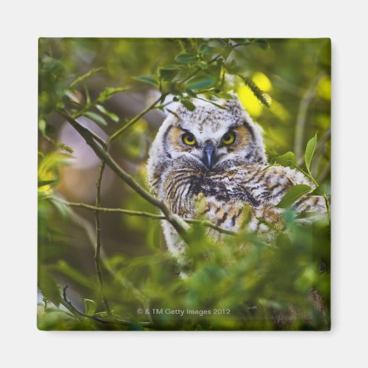 Great Horst Owlet Magneet (Voorkant)