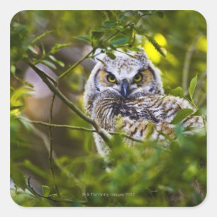 Great Horst Owlet Vierkante Sticker