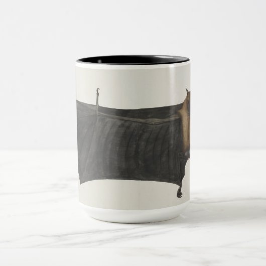 Great Indian Fruit Bat, c.1777-82 Mok (Midden)