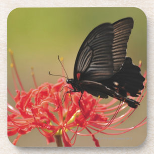 Great Mormon (Papilio memnon) op bloem, Chiba Onderzetter