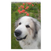 Great Pyrenees Calendar Kalender (Hoes)