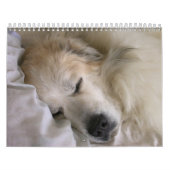 Great Pyrenees Calendar Kalender (Hoes)